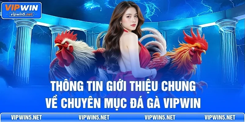 Thông tin giới thiệu chung về chuyên mục đá gà VIPWIN